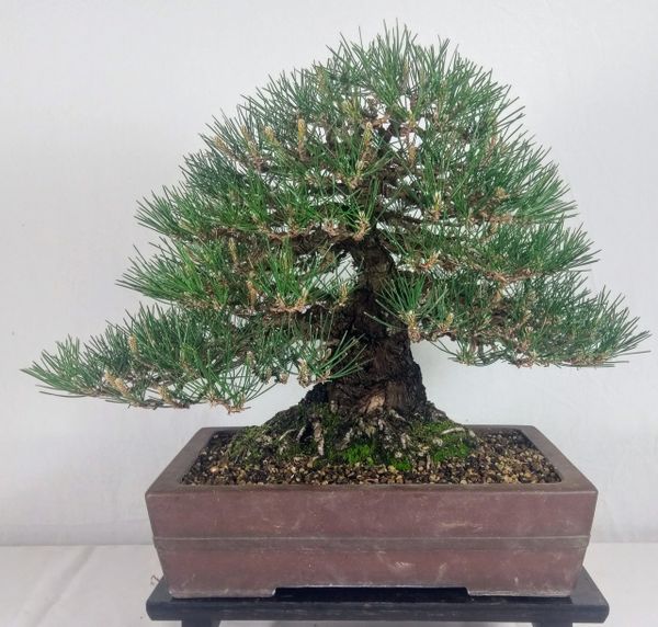 Japanese Black Pine - 16" Tall Bonsai