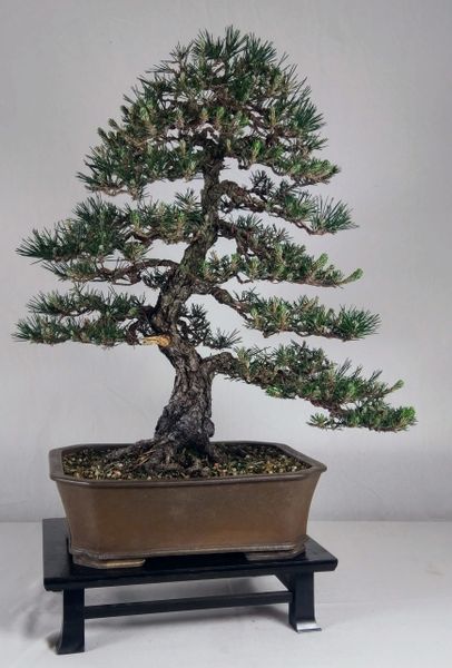 Japanese Black Pine - Kotobuki - 23" Tall Bonsai