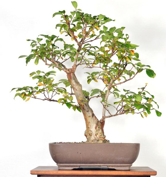 Crape Myrtle 21" Tall Bonsai