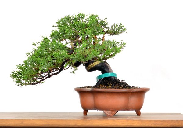 Juniper Itoigawa 7 1/2' Bonsai