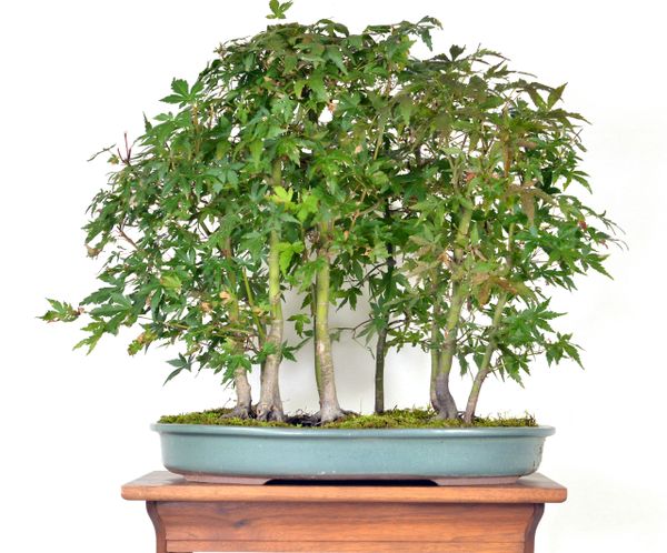 Japanese Maple Forest 18" Tall Bonsai