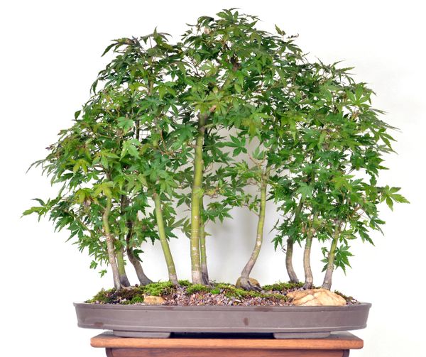 A Japanese Bonsai tree that looks like a forest ($16,000) : r