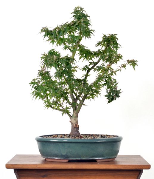 Japanese Maple Kotohime 17" Tall Bonsai