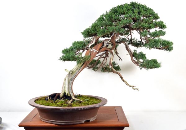 Juniper Yamadori Shimpaku Bonsai 26"