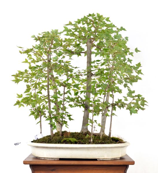 Trident Maple Forest 24"