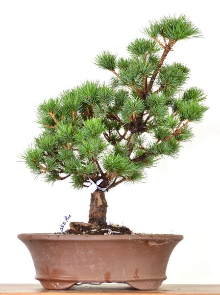 White Pine ‘Catherine Elizabeth’ - 16" Tall Bonsai