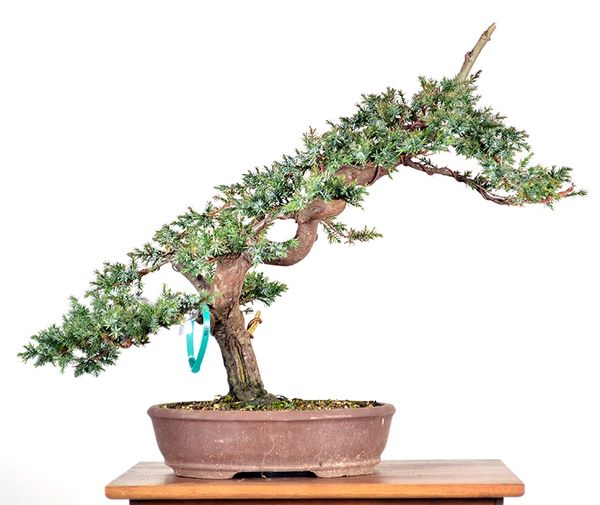 Blue Alps Juniper 19"