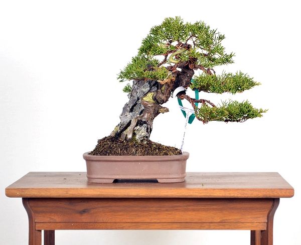 Root over rock Itoigawa Juniper 9.5"