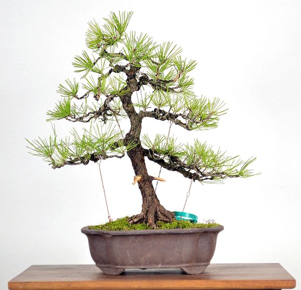 Japanese Black Pine - 16"