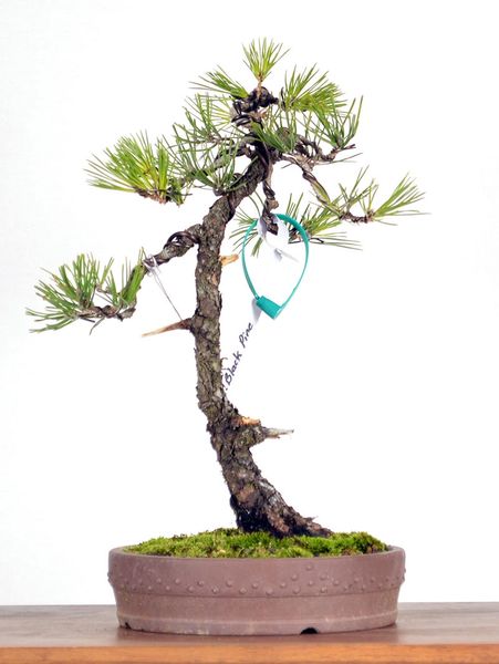 Japanese Black Pine - 14"