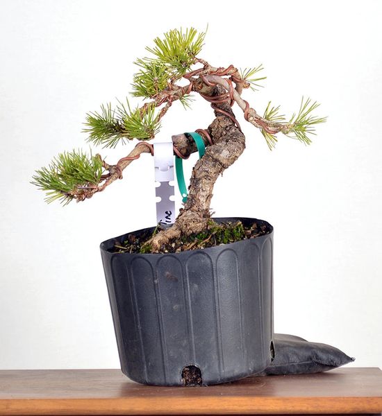 Japanese Black Pine - 19"