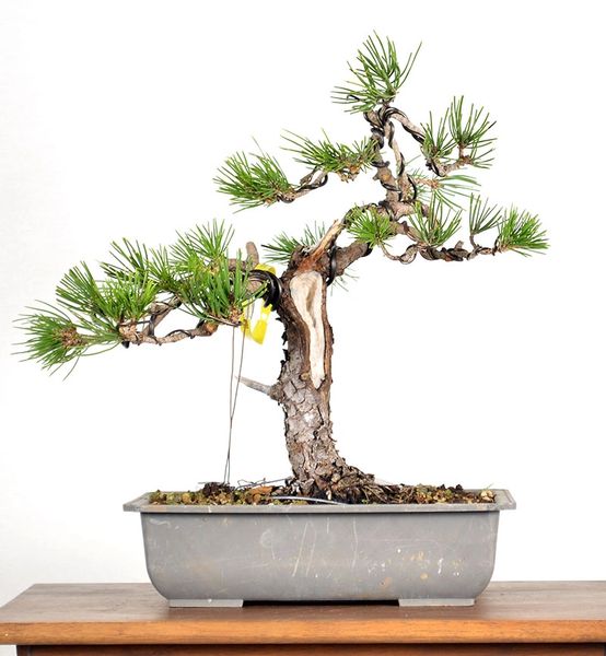 Japanese Black Pine - 13"