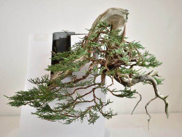 Rocky Mountain Juniper Bonsai - Yamadori