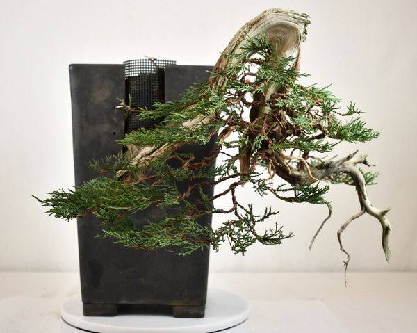 Rocky Mountain Juniper Bonsai Tree, Seed Grow Kit - The Wandering Dragon  Game Shoppe