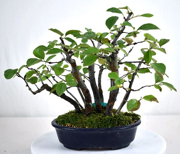 Chinese Quince Forest Imported - 9"