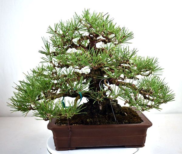 Japanese Black Pine Import - 13"