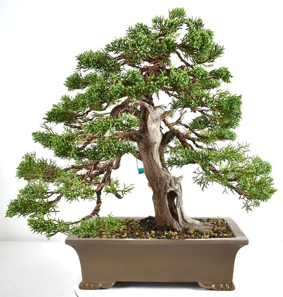 Shimpaku Juniper - 14"