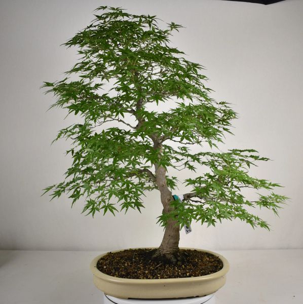 Japanese Maple 25" Tall Bonsai