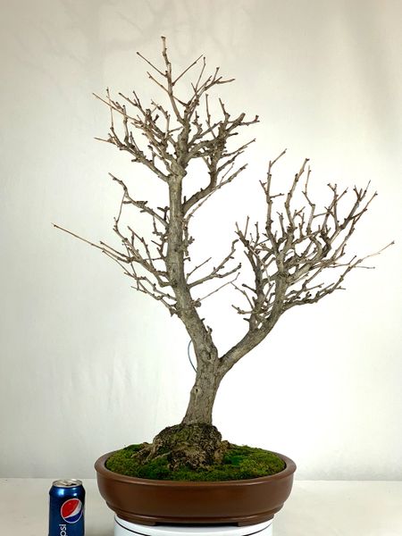 Ginkgo Bonsai 31" Tall