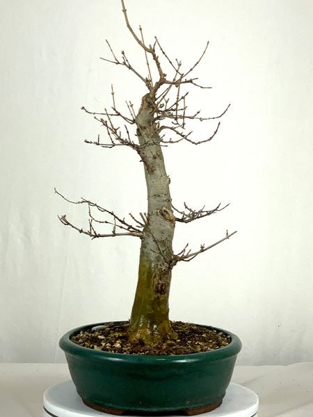 Trident Maple Bonsai 17" Tall