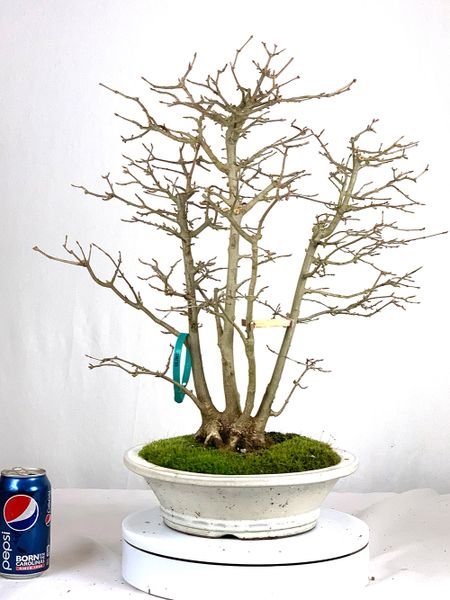 Trident Maple Clump Bonsai 19" Tall