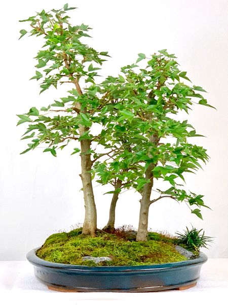 Trident Maple 3 Tree Bonsai 19" Tall