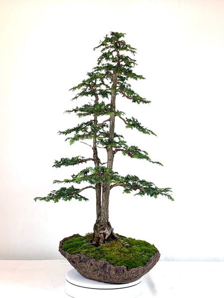 Hinoki Cypress Bonsai 34" Tall