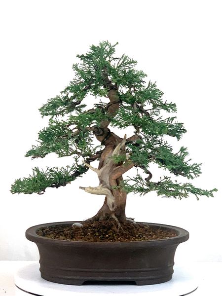 Itoigawa Juniper Bonsai 12" Tall