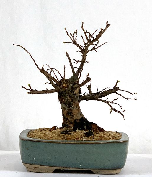 Corkbark Chinese Elm Bonsai 5" Tall