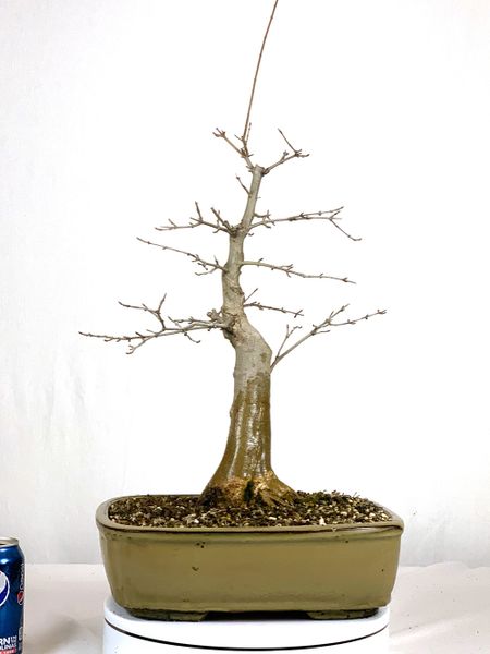 Trident Maple Bonsai 16" Tall