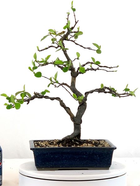 Chinese Quince Bonsai 15" Tall