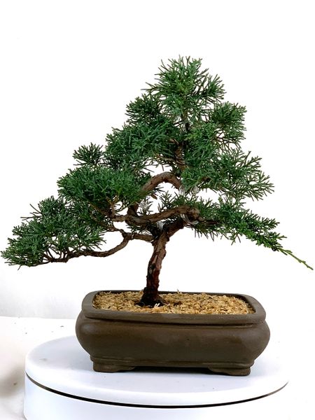 Shimpaku Juniper Kishu Bonsai 10" Tall