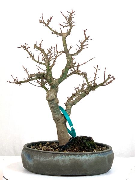 Kotohime Japanese Maple Bonsai 12" Tall