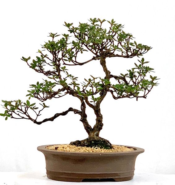 Satsuki Azalea Chinzan Bonsai 9" Tall