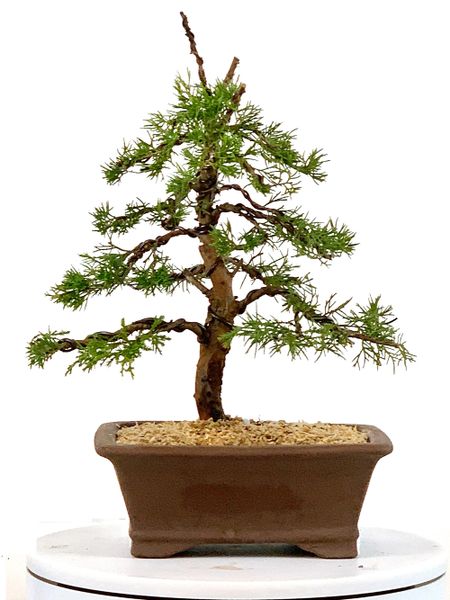 Shimpaku Juniper Itoigawa Bonsai 11" Tall