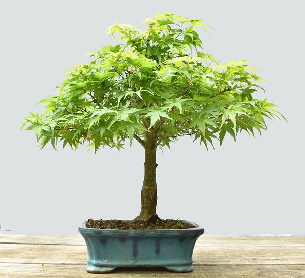 Japanese Maple Sharps Pygmy Bonsai BLC1111