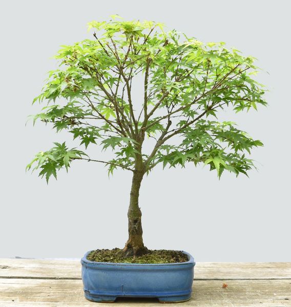 Japanese Maple Sharps Pygmy Bonsai BLC1112