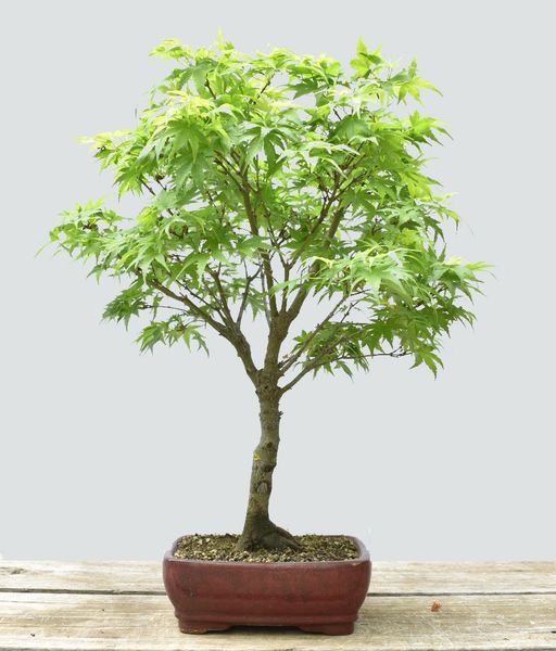 Japanese Maple Sharps Pygmy Bonsai BLC1113