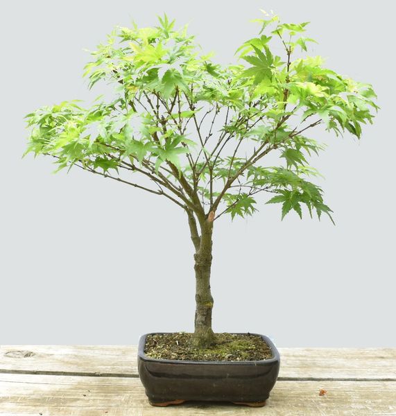 Japanese Maple Sharps Pygmy Bonsai BLC1114