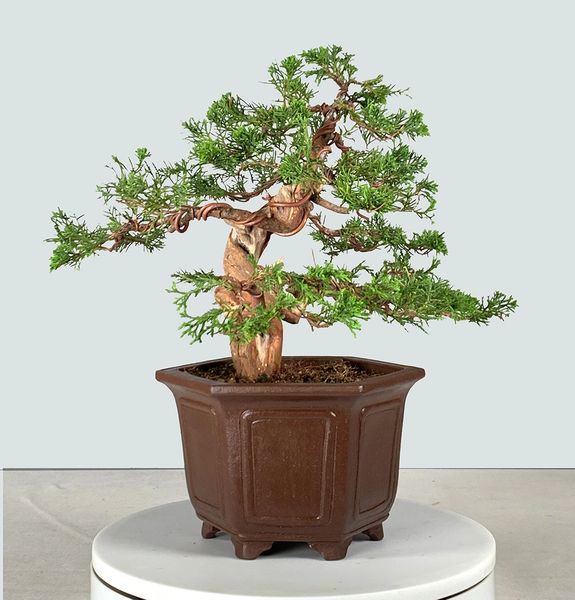 Itoigawa Juniper Bonsai 8137