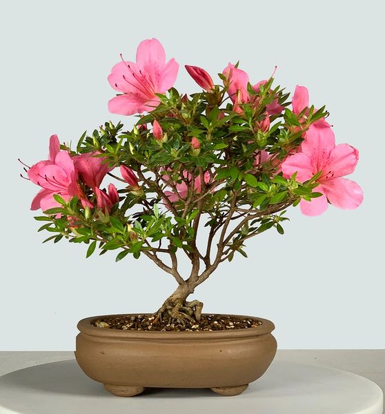 Chinzan Azalea 8148