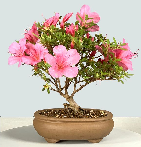 Chinzan Azalea Bonsai | Bonsai Learning Center Store