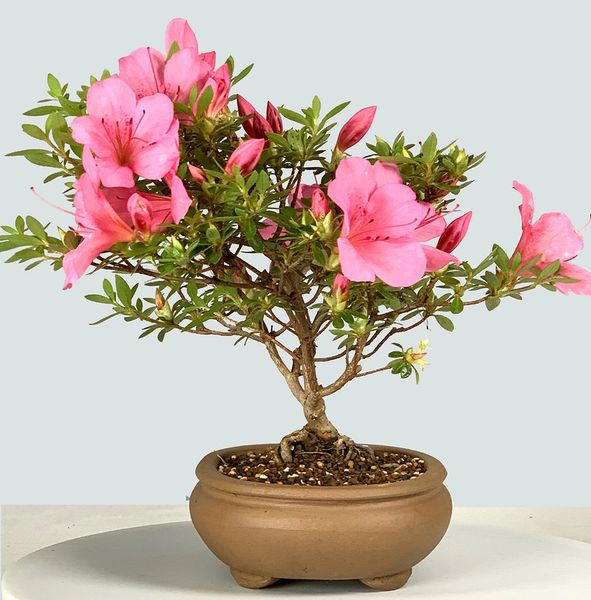 Chinzan Azalea Bonsai | Bonsai Learning Center Store