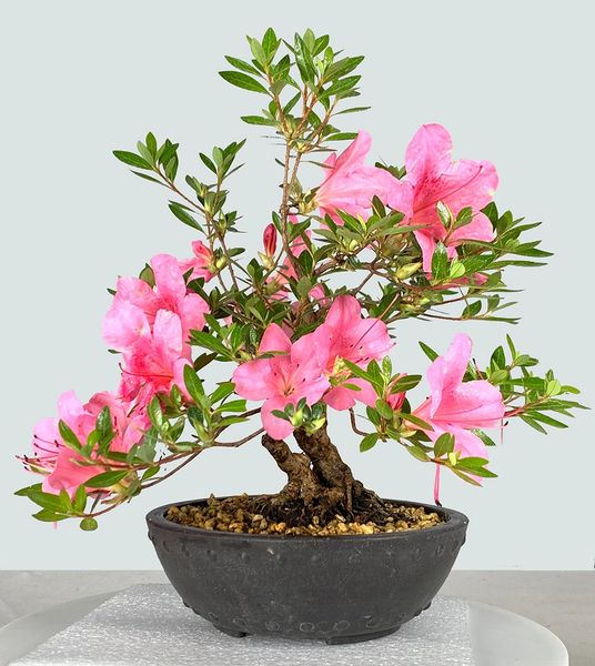 Satzuki Azalea Chinzan Bonsai 1824