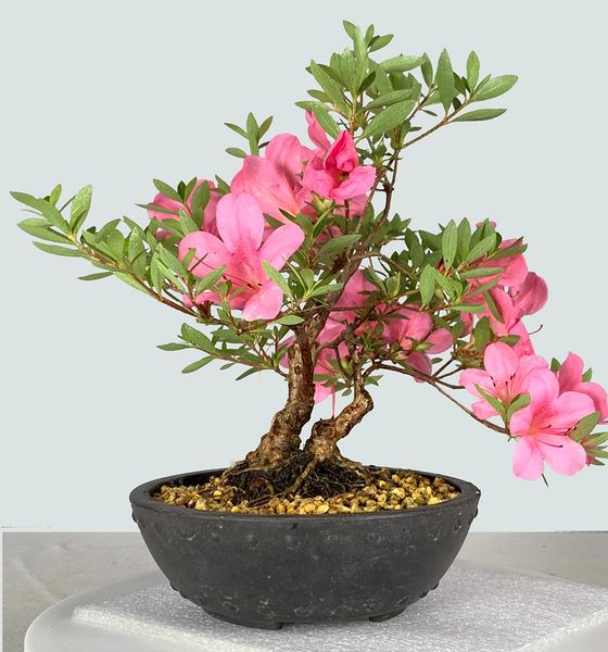 Satzuki Azalea Chinzan Bonsai | Bonsai Learning Center Store