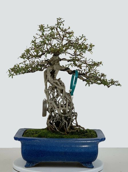 Satsuki Azalea Hikari-no-Tsukasa (Exposed Root) 14" Tall Bonsai