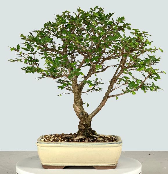 Cork Bark Chinese Elm Bonsai 8171