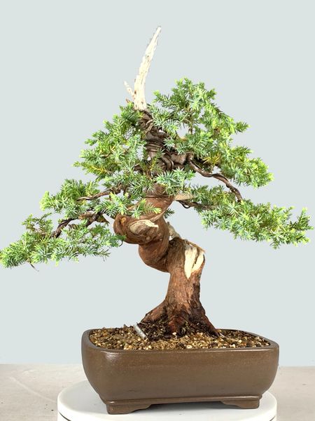 Blue Alps Juniper Bonsai 8172