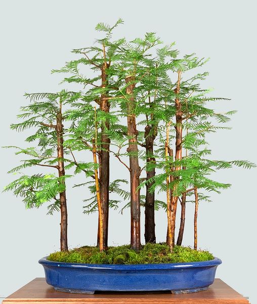 Dawn Redwood Forest Bonsai 1812