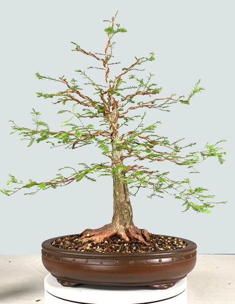 Bald Cypress Bonsai 8136